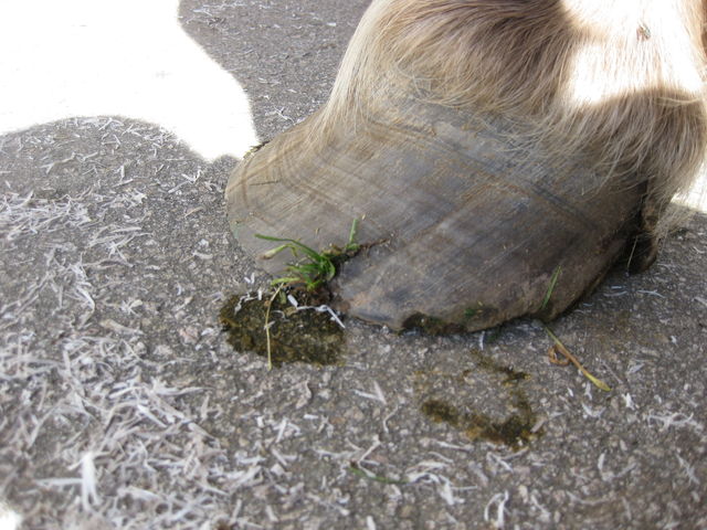 Claudette vor der Behandlung